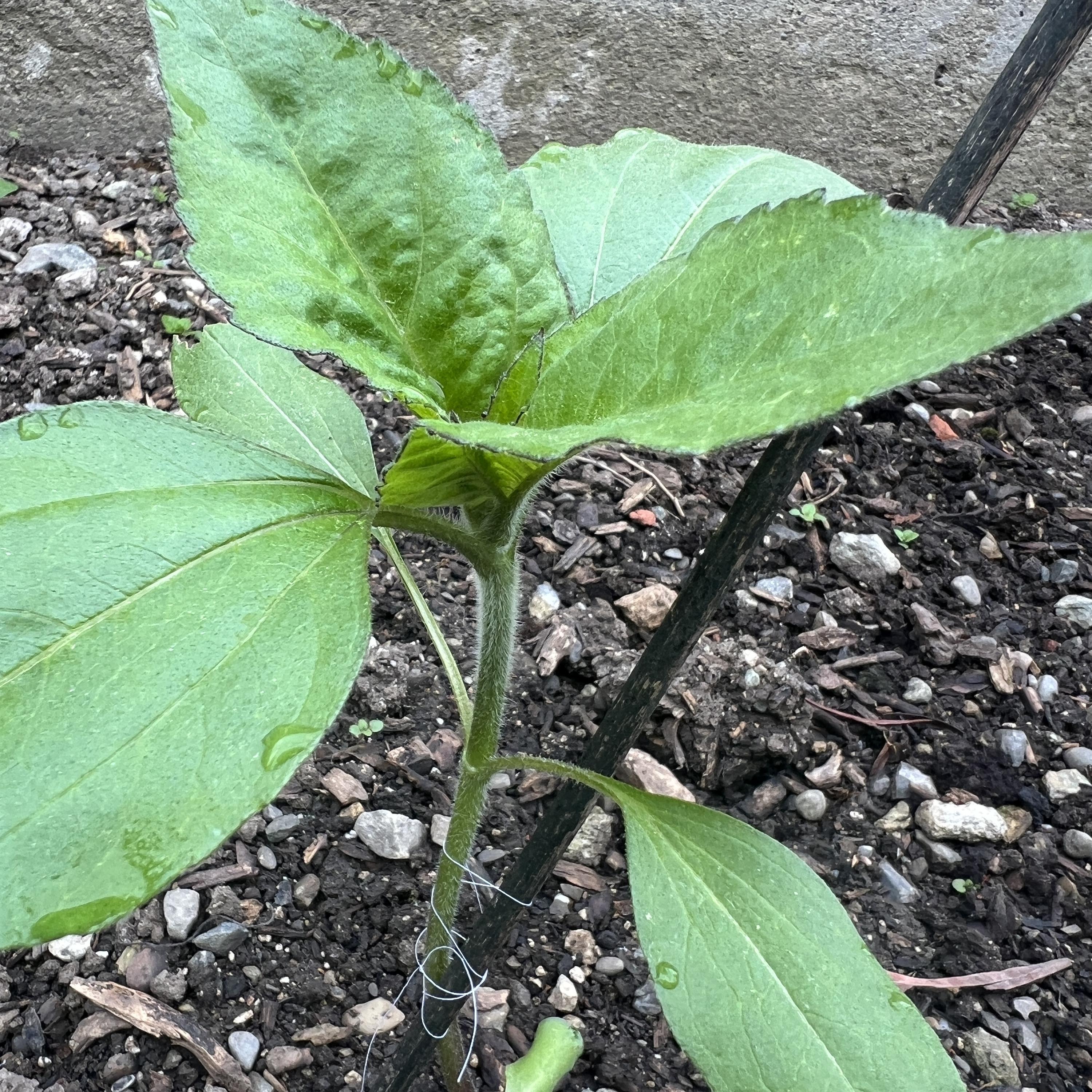 38 Gartenprojekt 5 die Verbindung zwischen äußeren und innerem Garten gibt wertvolle Impulse. Frequenz und Resonanz episode artwork