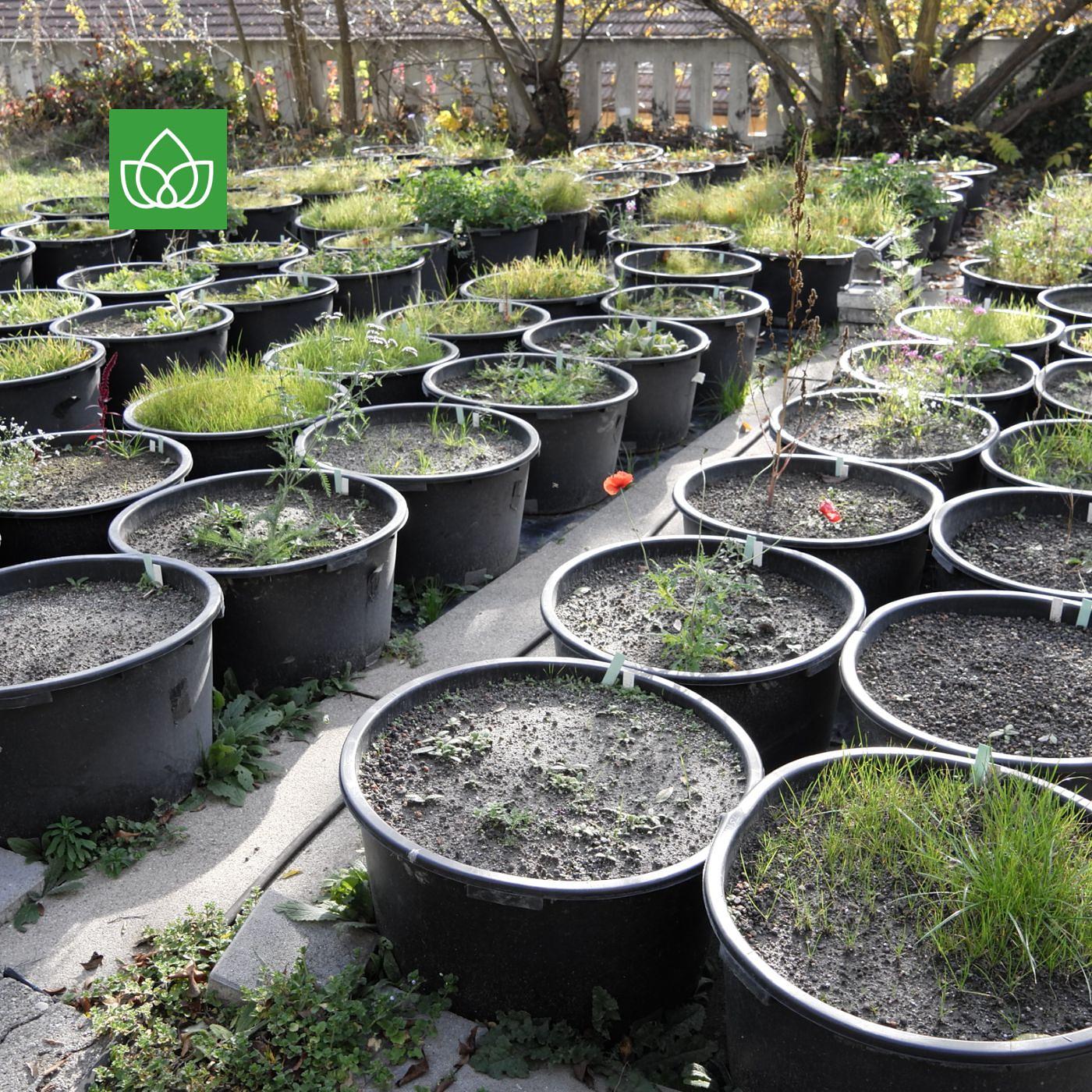 Natur braucht Stadt: Biodiversität in 10 Stationen episode artwork