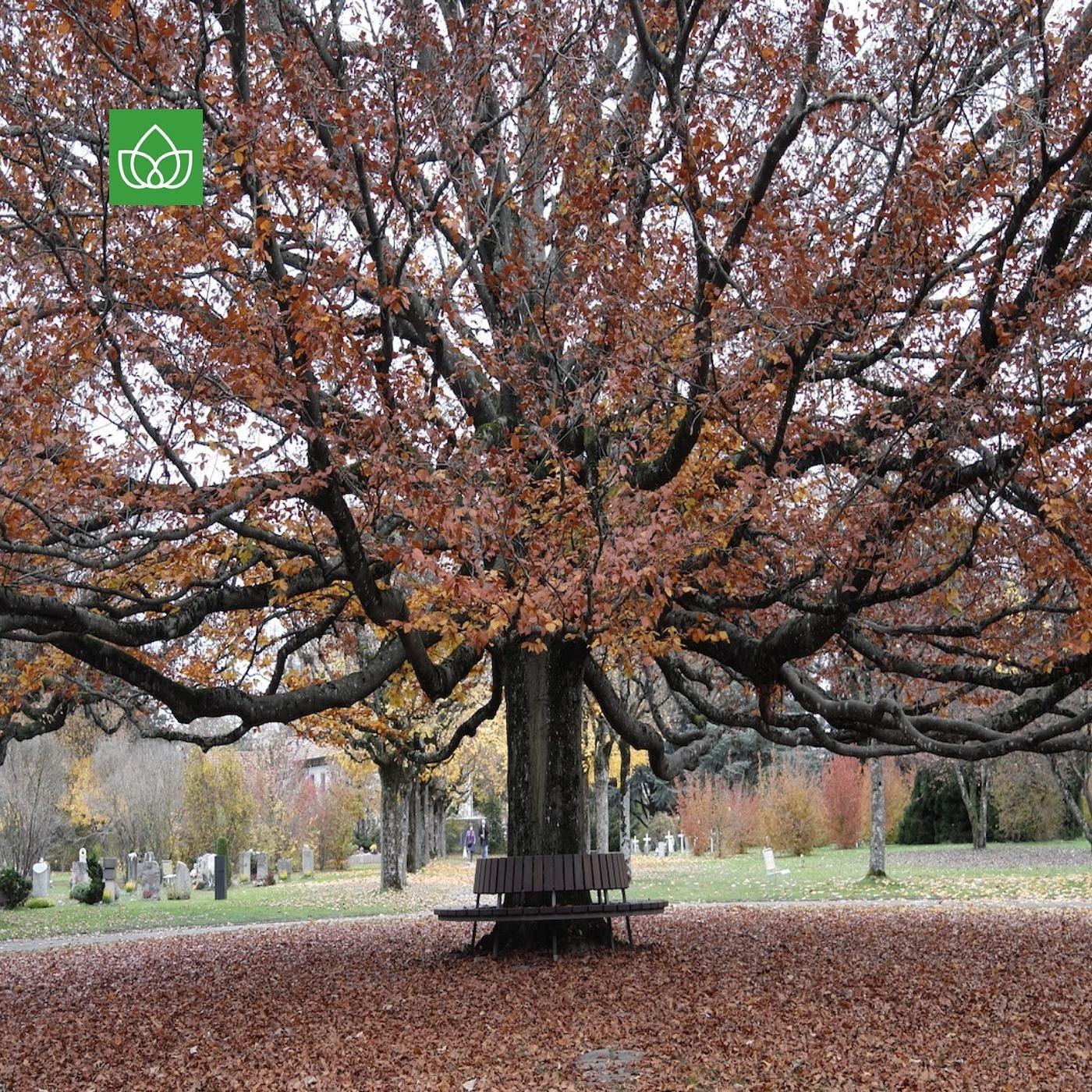 Leben auf dem Friedhof episode artwork