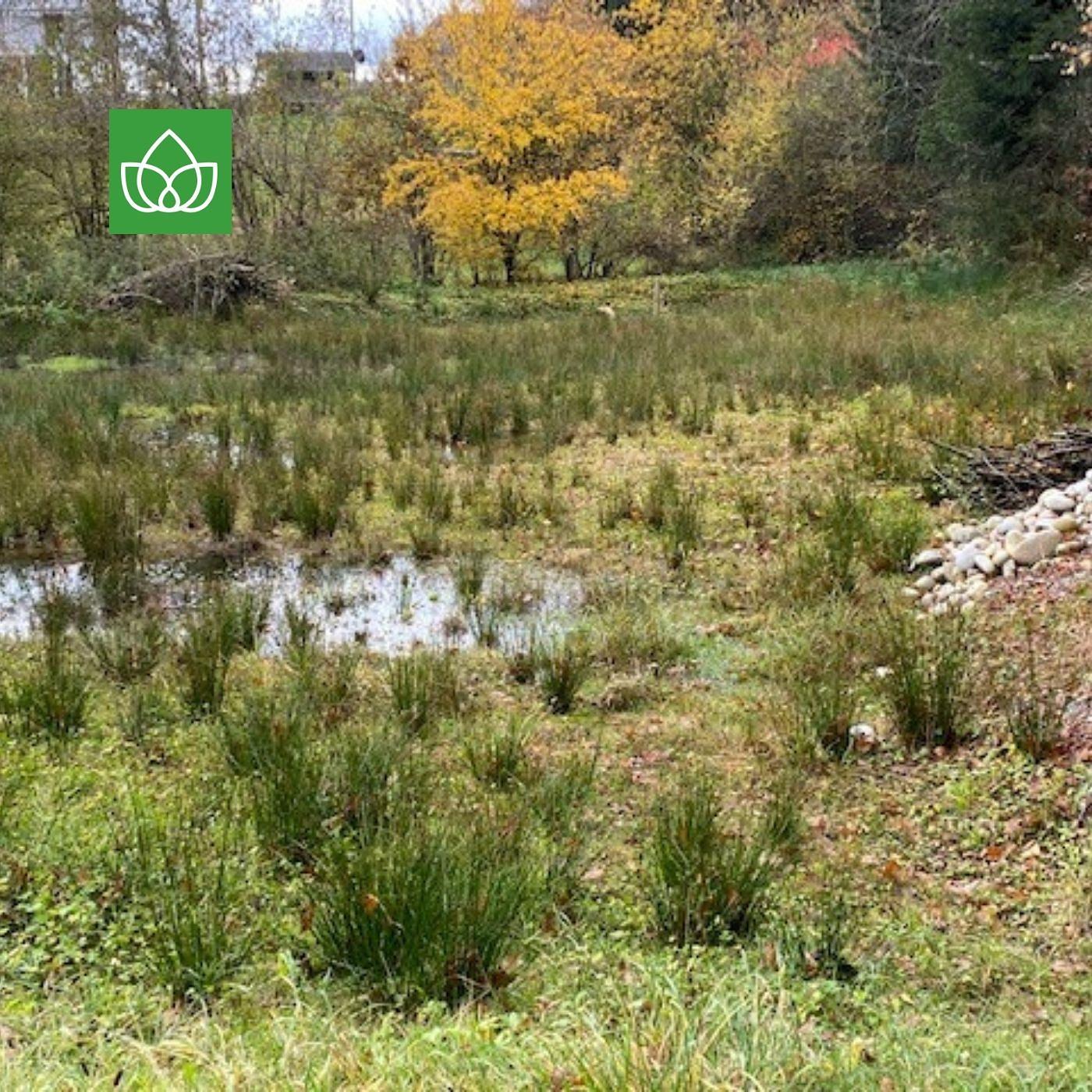 Natur schützen oder Natur födern? Zu Besuch im Smaragdgebiet Oberaargau. episode artwork