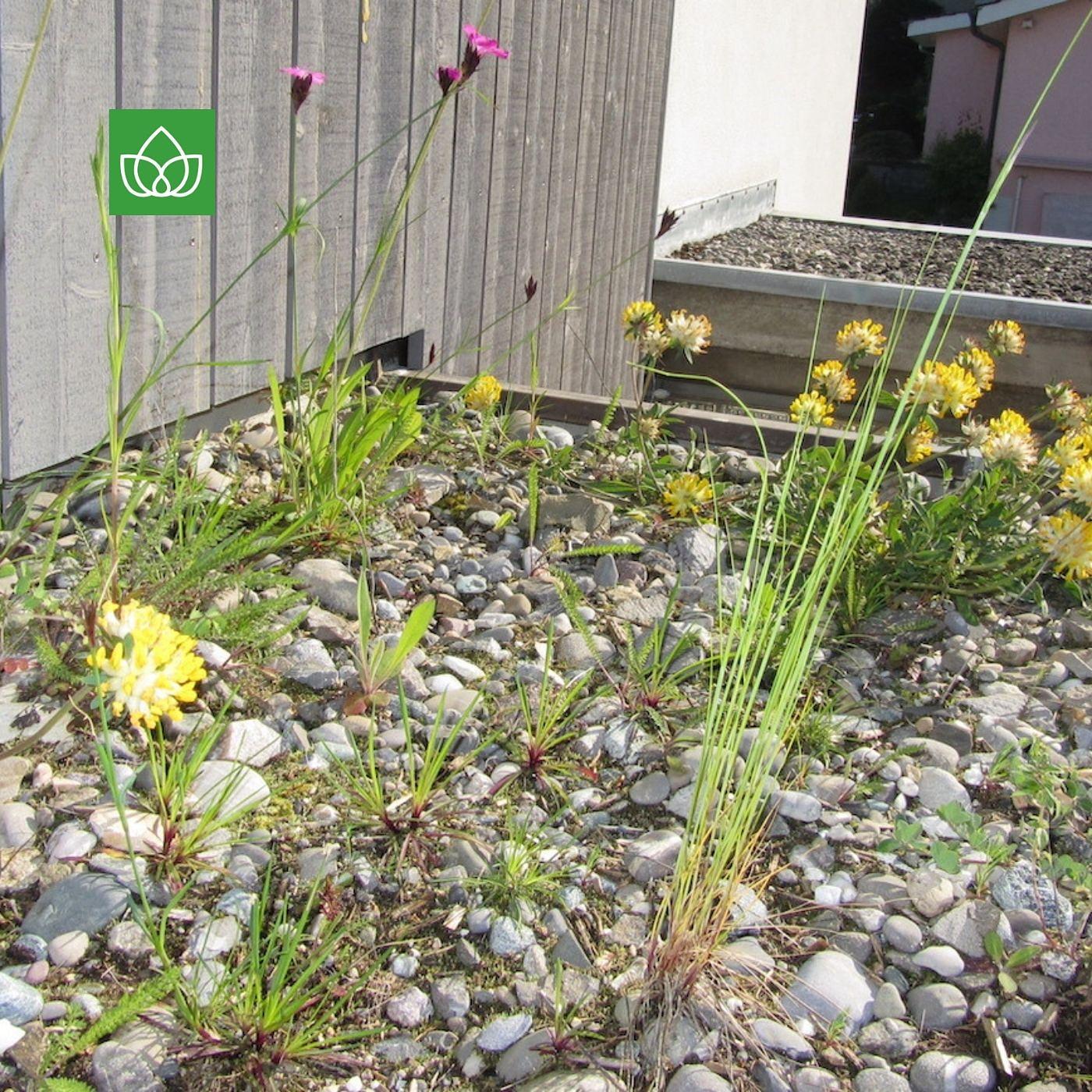Photovoltaik und Dachbegrünung. Wie Natur und Technik auf Flachdächern Synergien bilden episode artwork