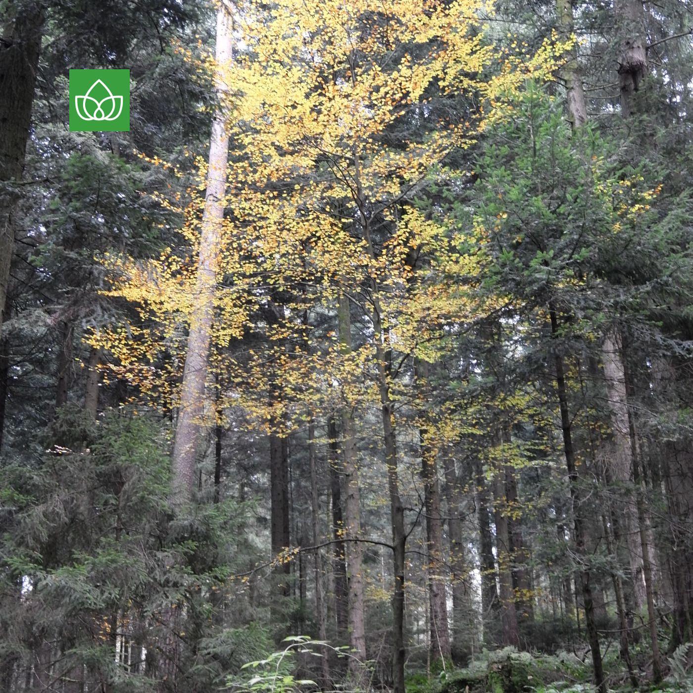 Wir Menschen brauchen den Wald - und nicht umgekehrt episode artwork