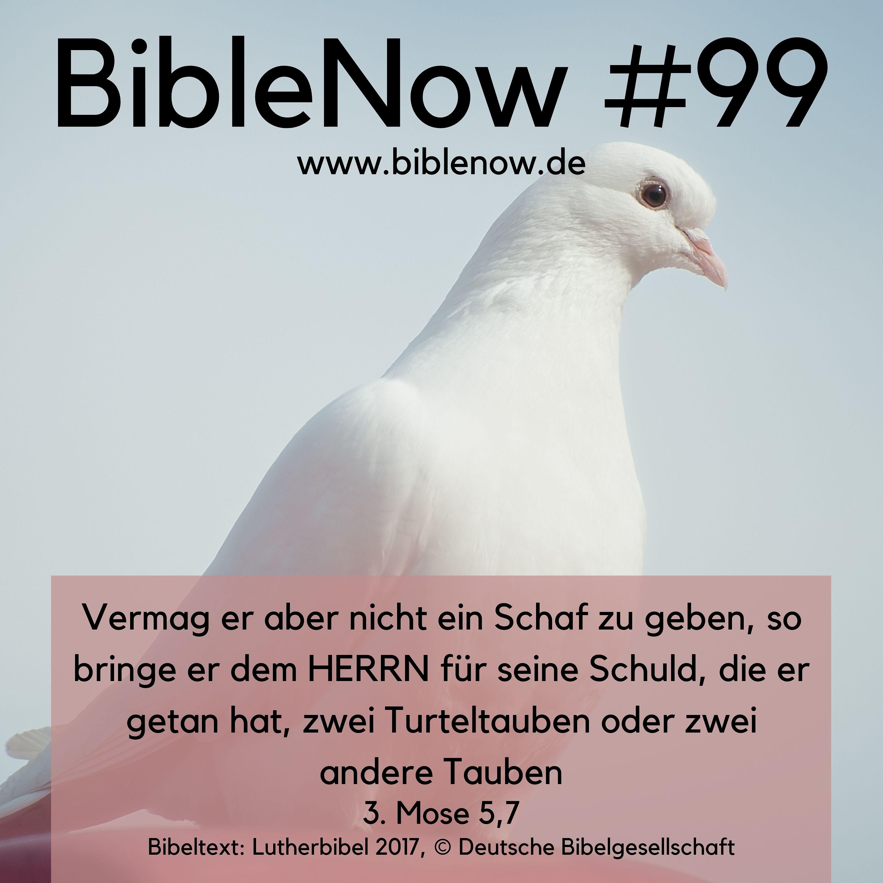 BibleNow #99: 3. Mose 4,22-5,13 episode artwork
