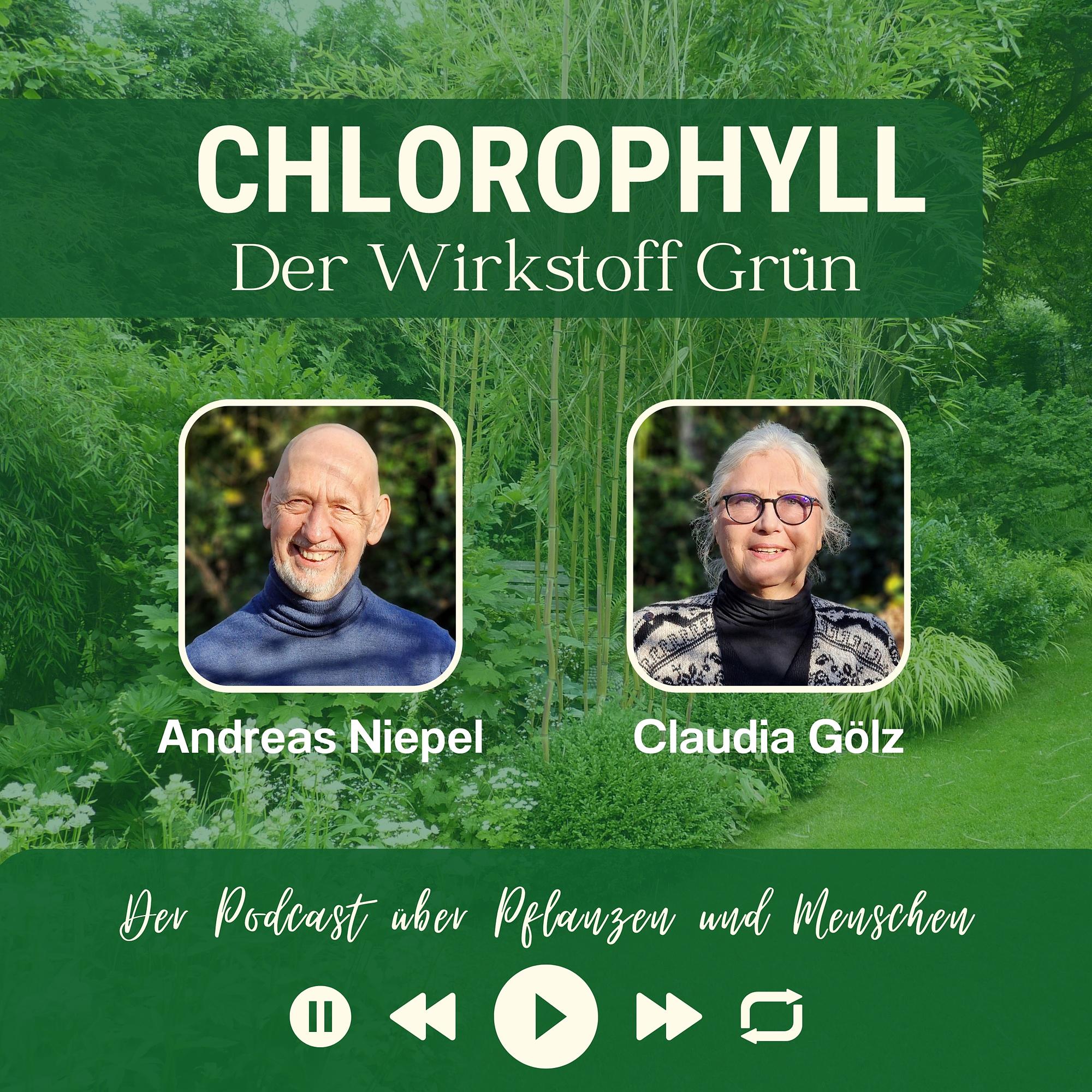 CHLOROPHYLL- der Wirkstoff Grün