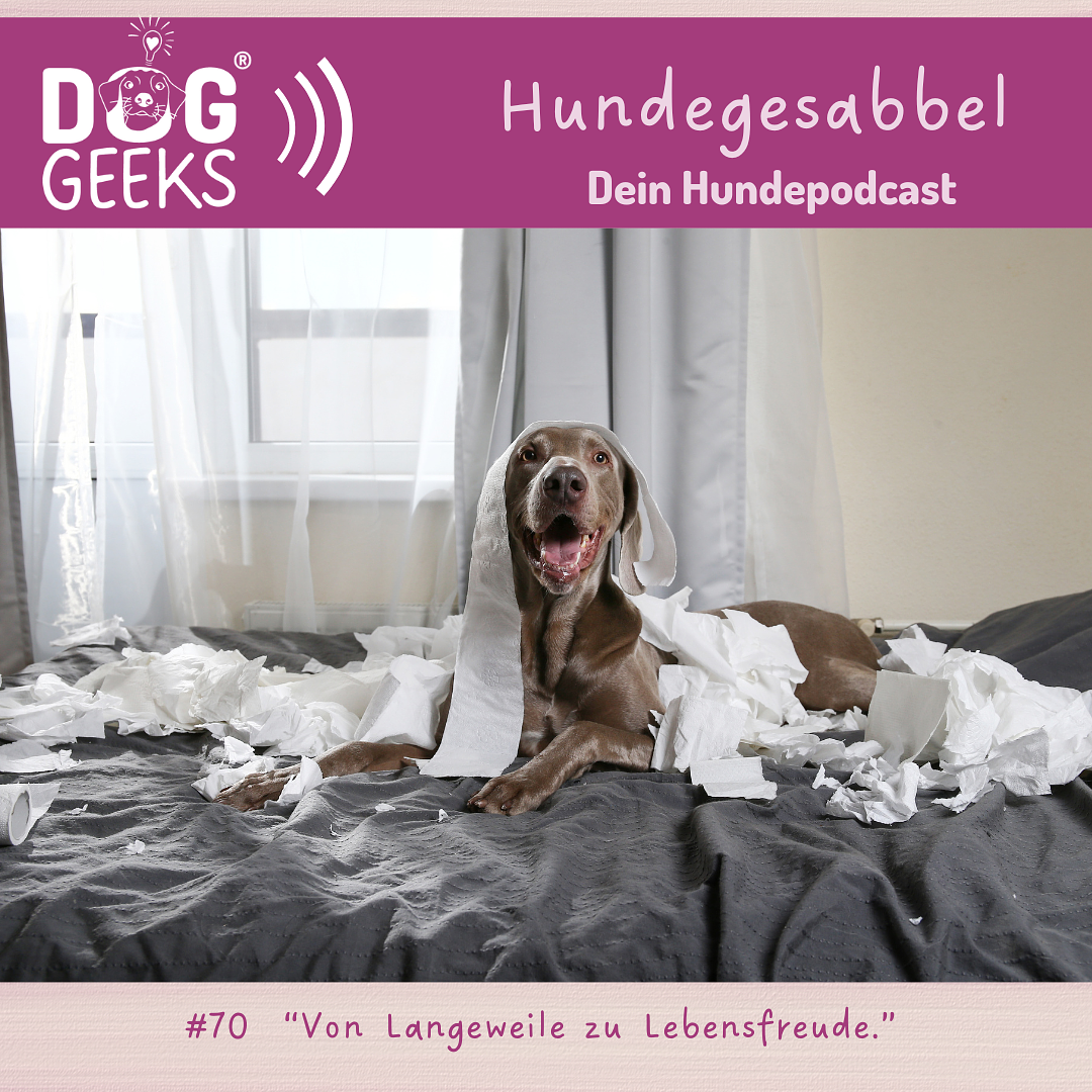DogGeeks Hundegesabbel
