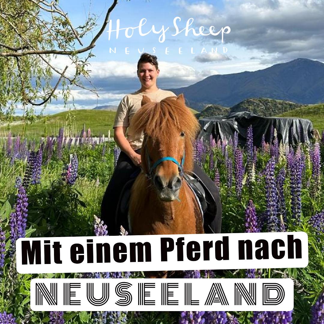 HOLY SHEEP - Neuseeland