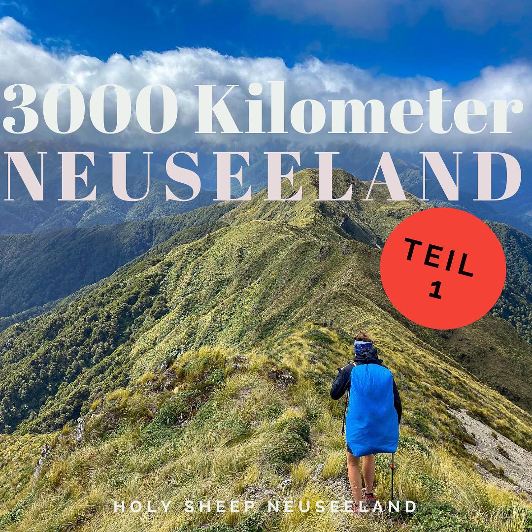 HOLY SHEEP - Neuseeland