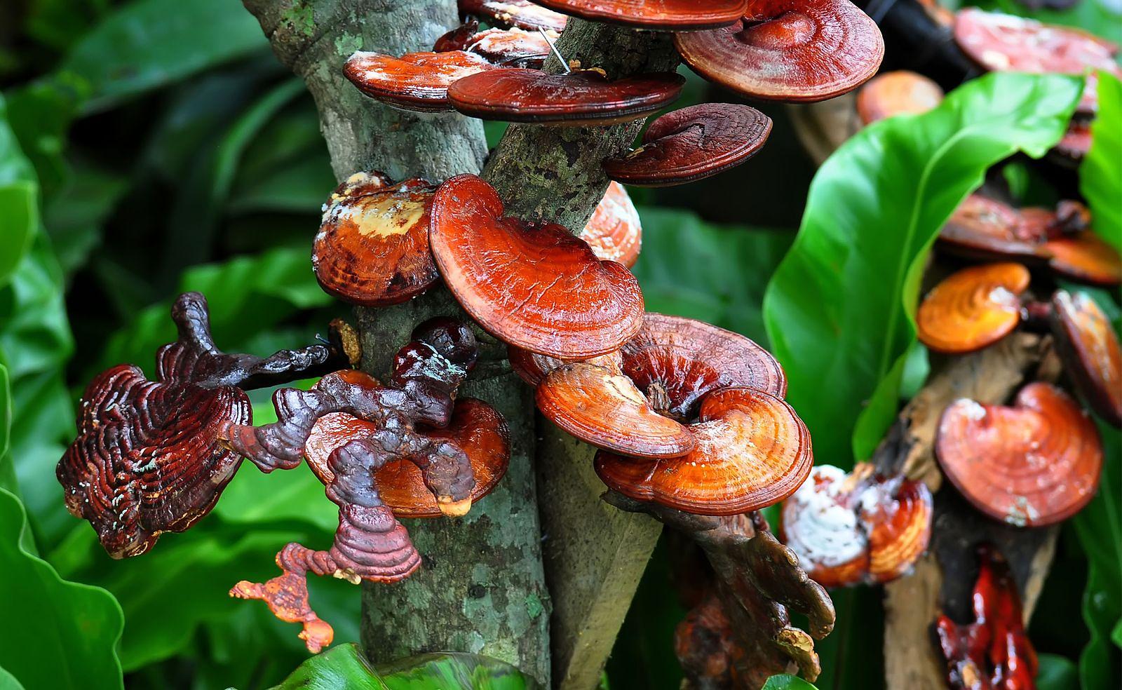 Reishi - Der Pilz des ewigen Lebens | ZDG-Podcast Folge 021 episode artwork