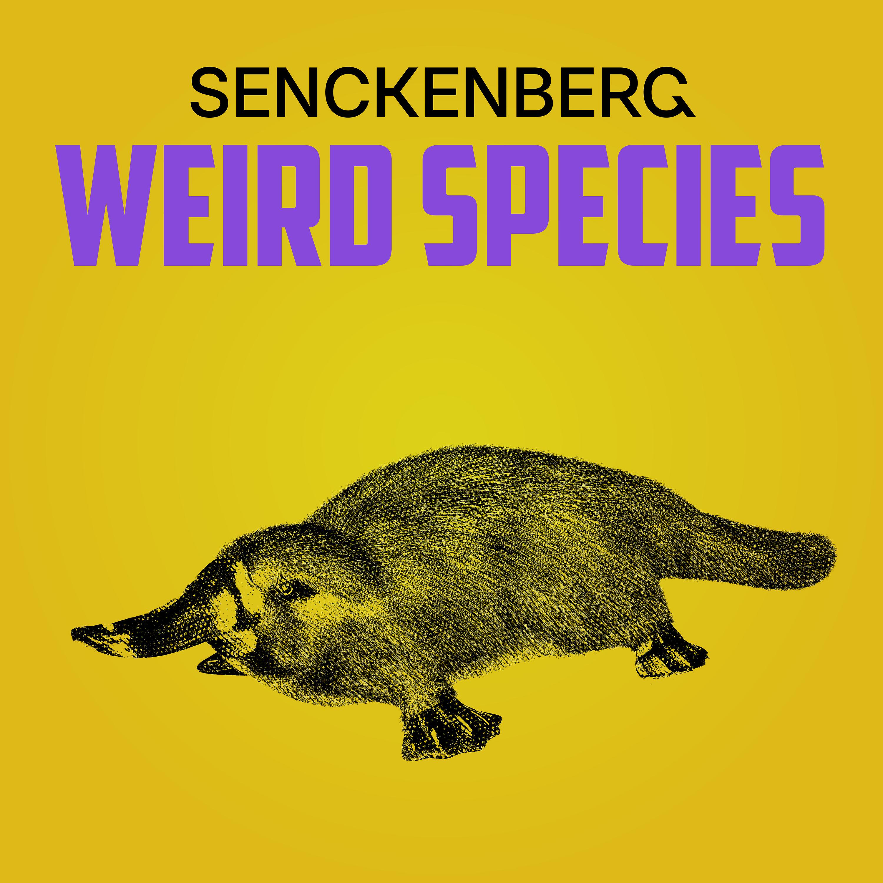 Weird Species