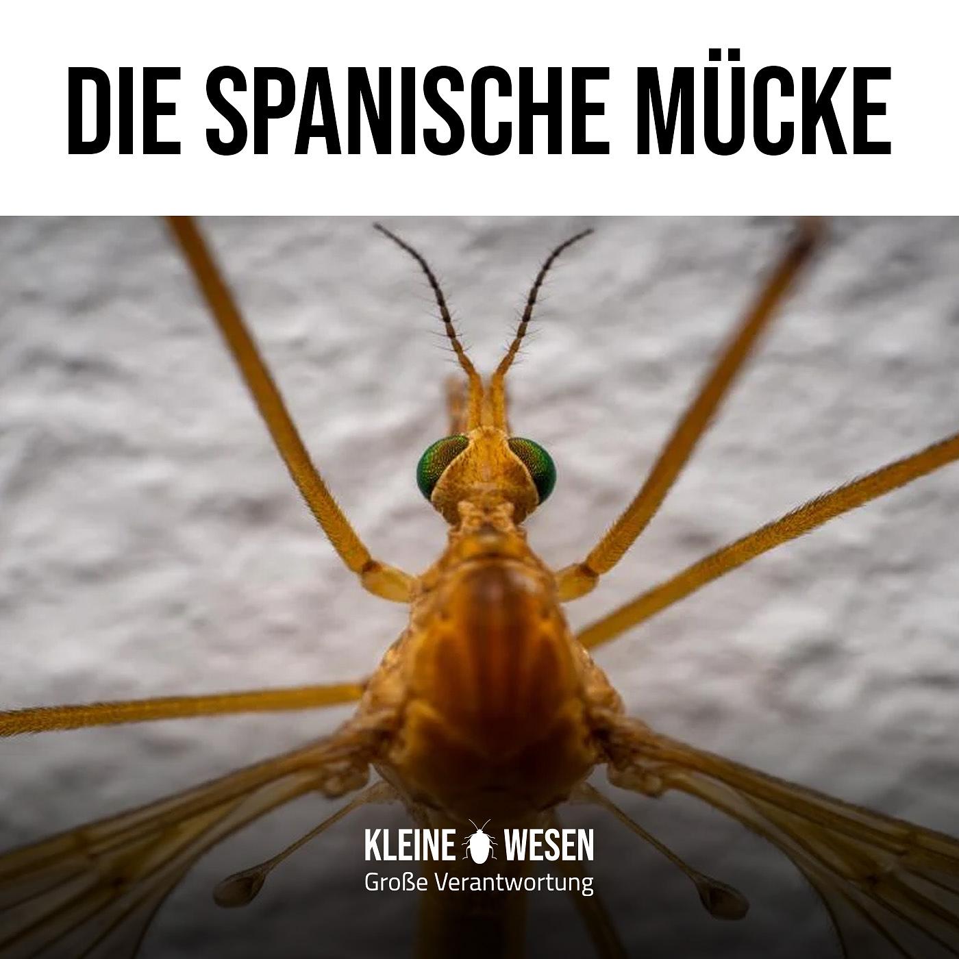 Podcast: E8: Die spanische Mücke