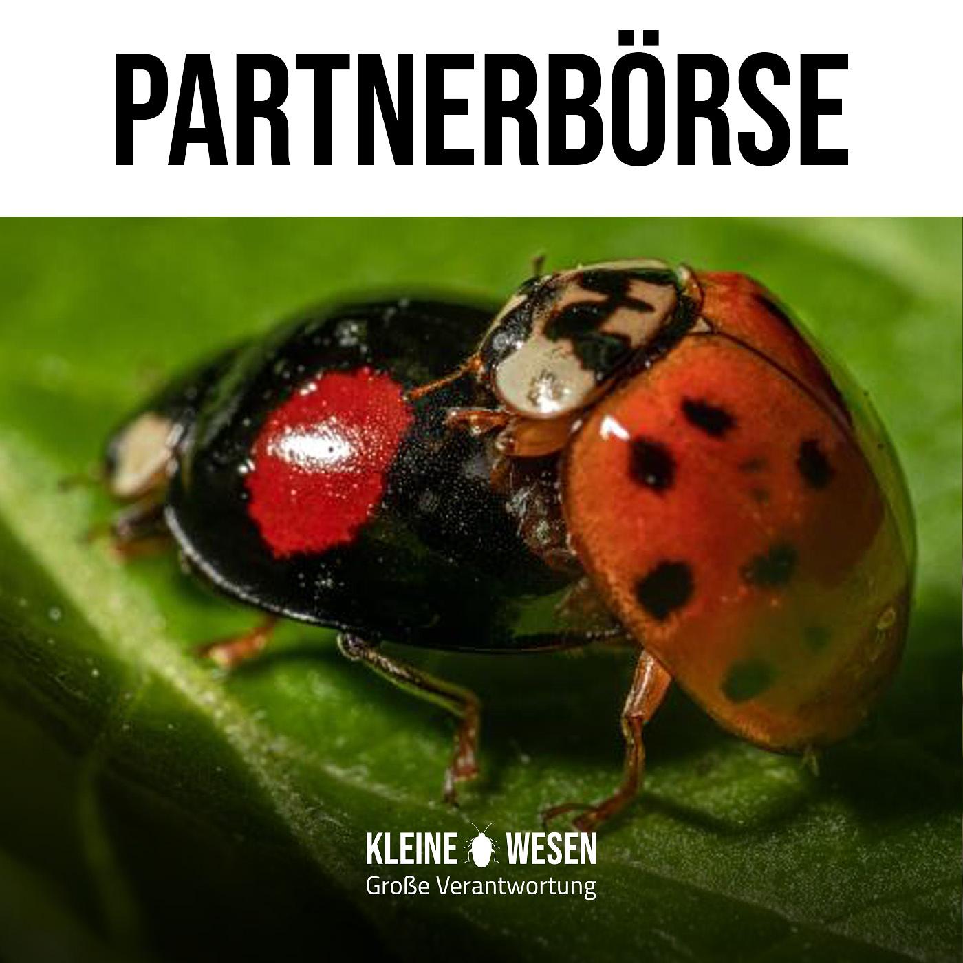 E15: Partnerbörse