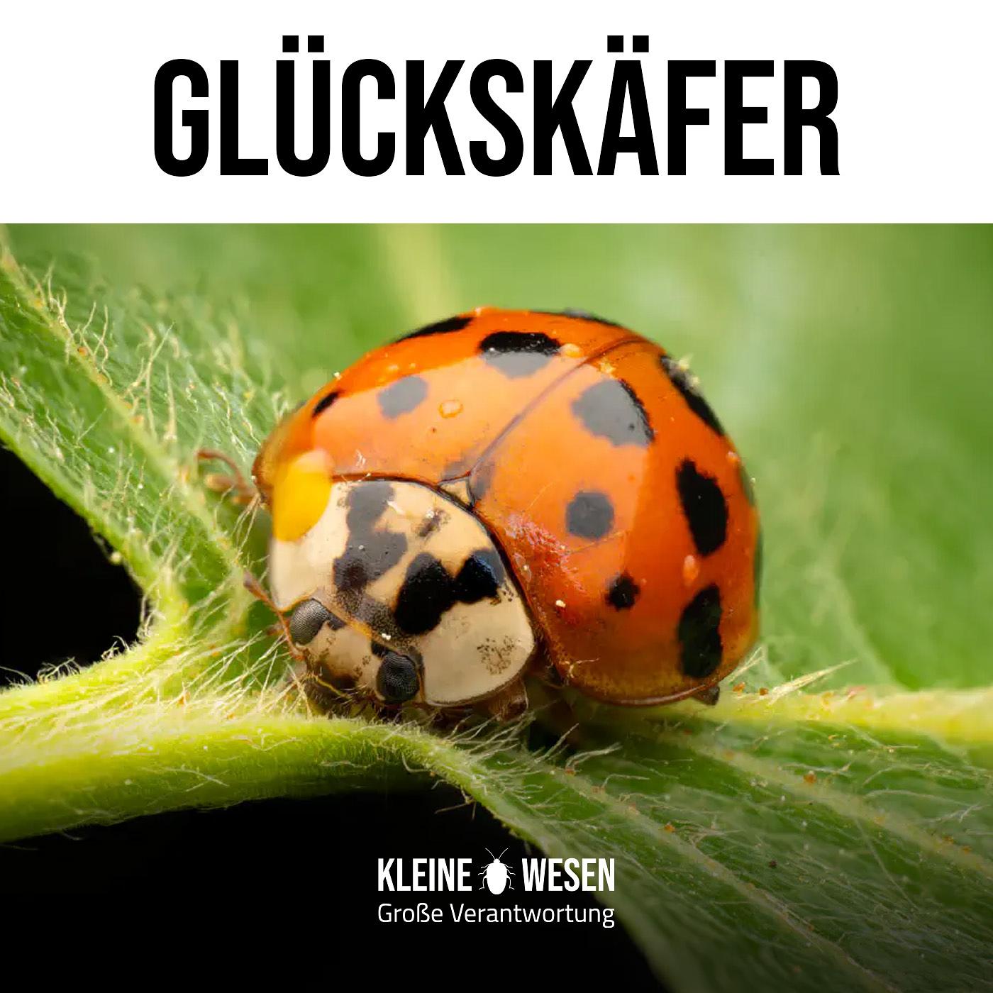 Kleine Wesen - Große Verantwortung