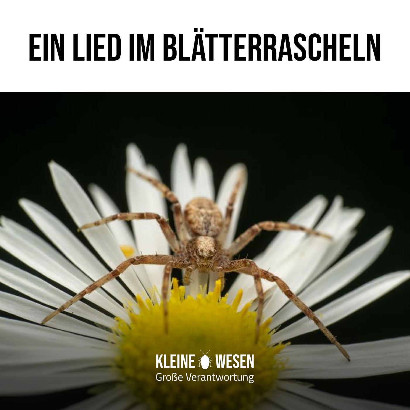 Podcast: E9: Ein Lied im Blätterrascheln