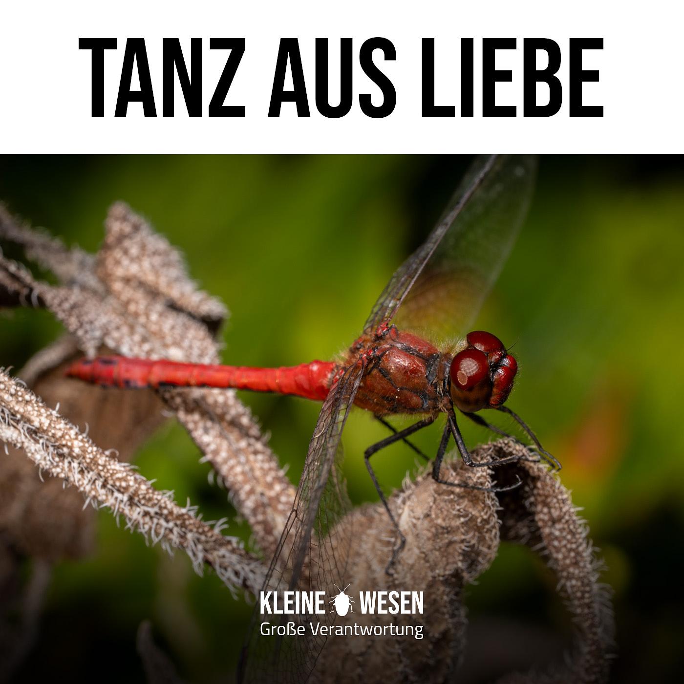 E16: Tanz aus Liebe