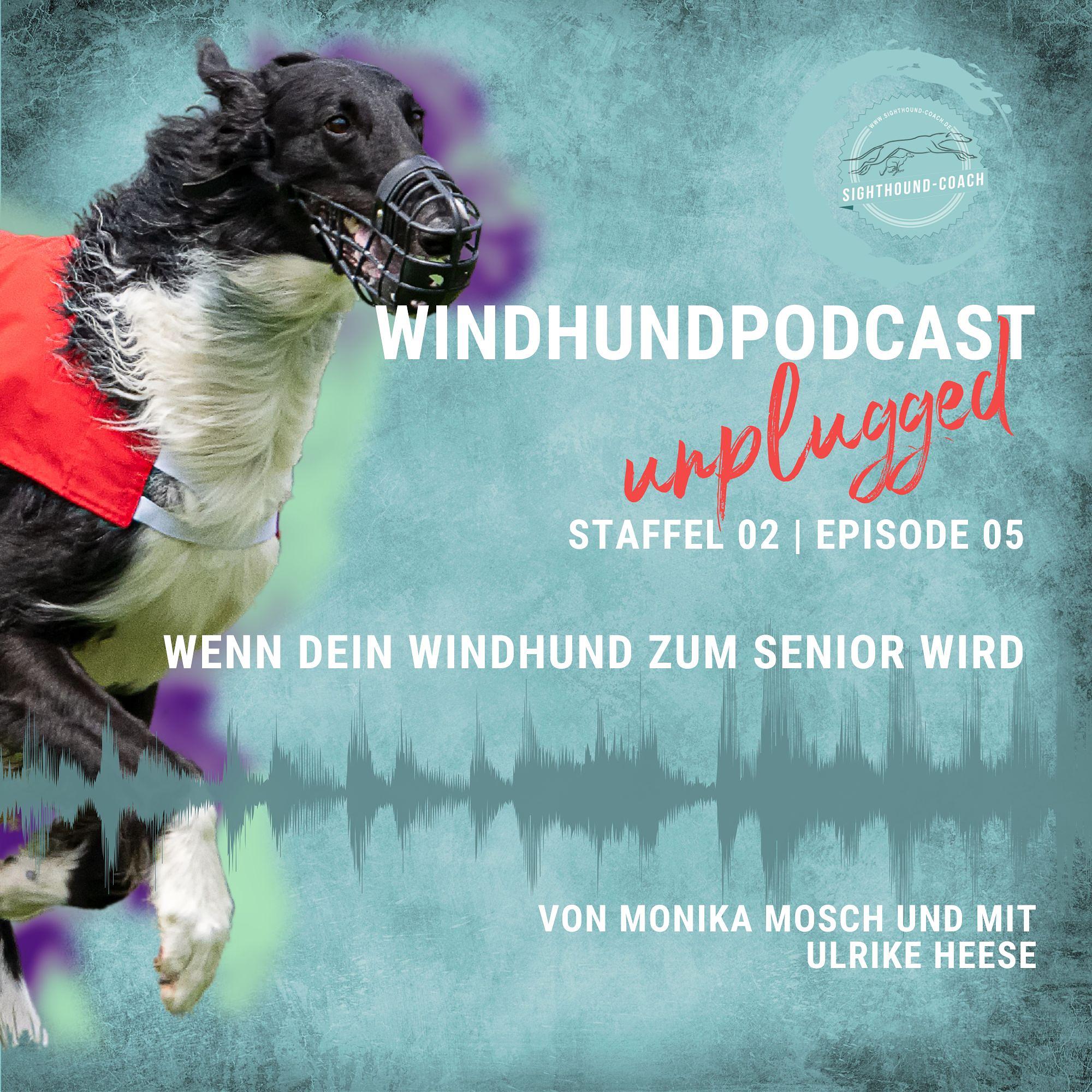 Windhunde verstehen - Wenn Dein Windhund zum Senior wird! episode artwork