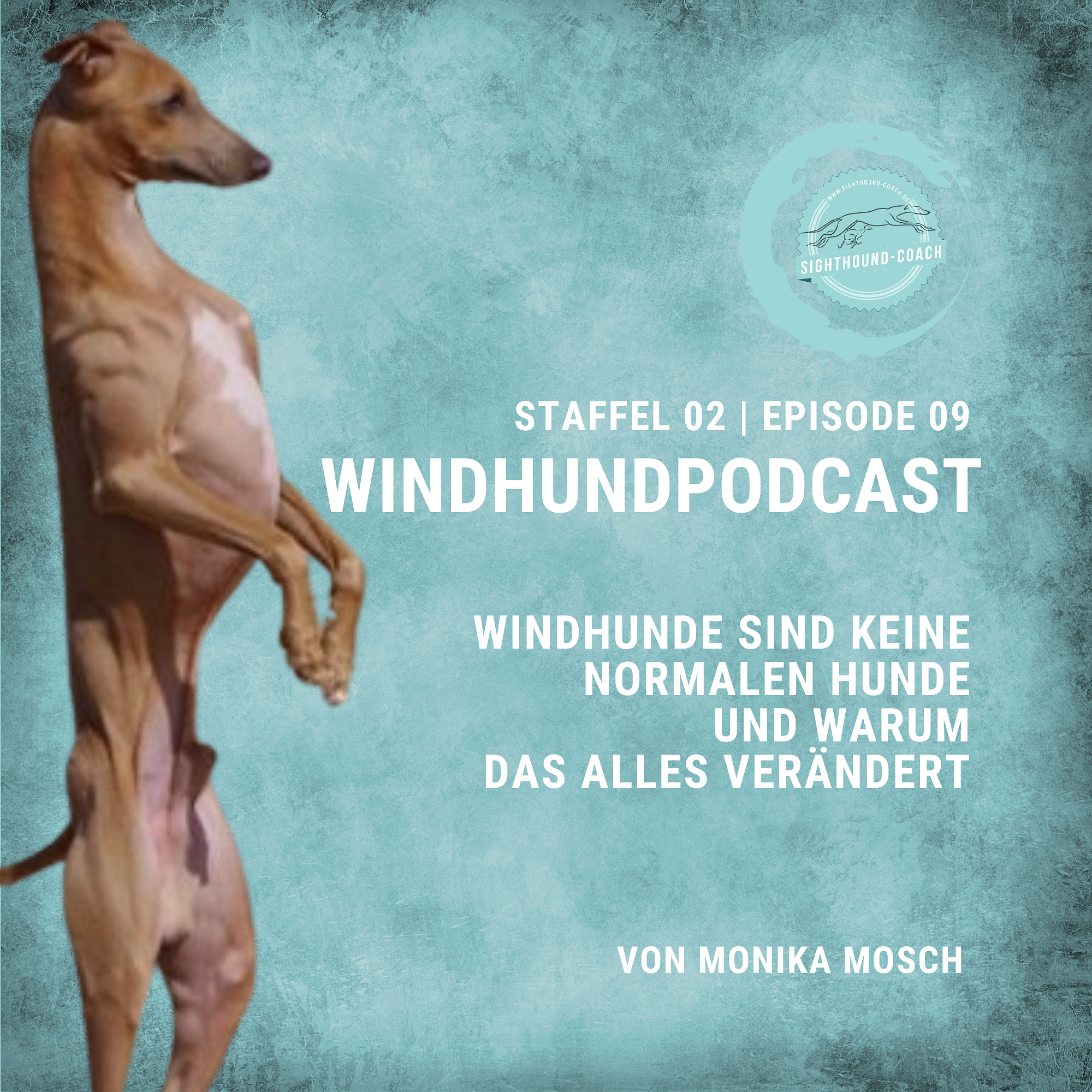 Windhunde sind keine normalen Hunde – und warum das alles verändert episode artwork