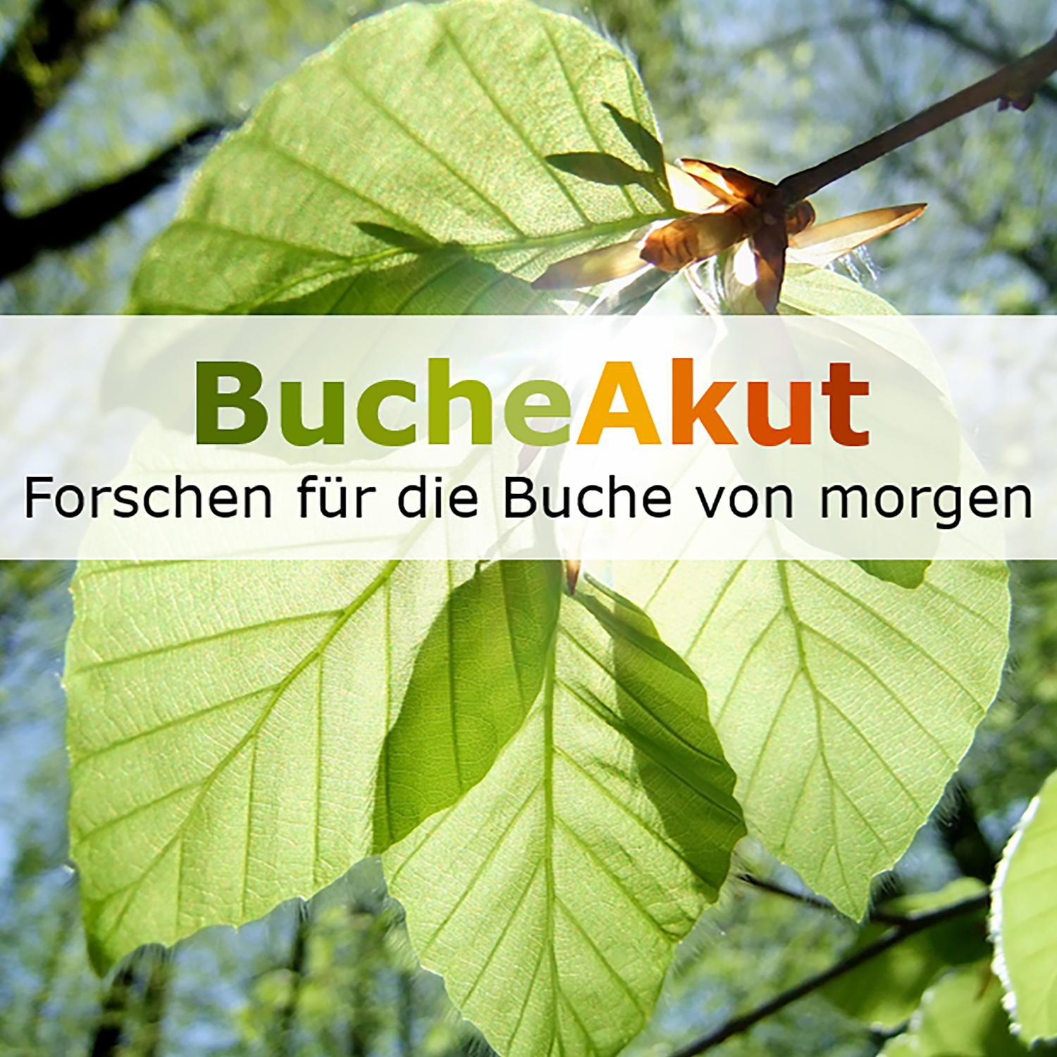 BucheAkut: Forschen für die Buche von morgen