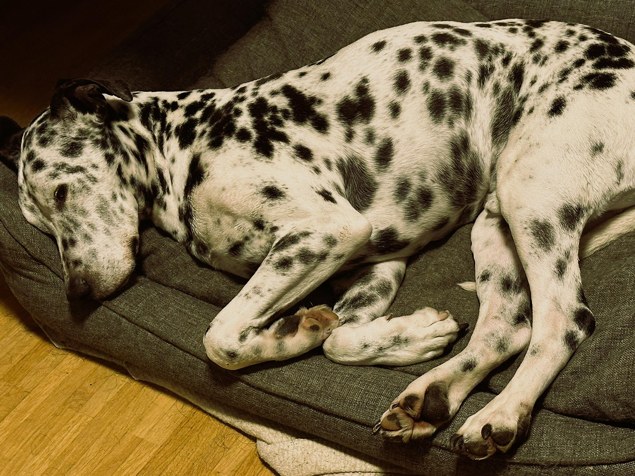 #17 - Entspannung beim Hund kann gelernt werden episode artwork